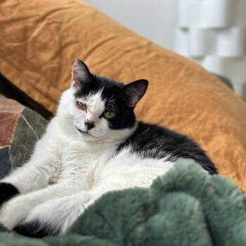 Joy -  Domestic Short Hair Cat Available for Adoption in Weehawken Township, New Jersey - Joy | PetCurious