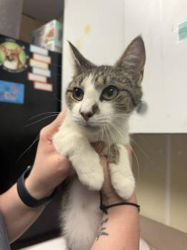 Sunflower -  Domestic Short Hair Cat Available for Adoption in Salisbury, Maryland - Sunflower | PetCurious