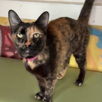 Rescue Domestic Short Hair Cats for Adoption in Laredo, Texas - Maleficent | PetCurious