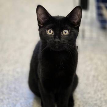 Mojito -  Domestic Short Hair Cat for Adoption in Cooperstown, New York - Mojito | PetCurious