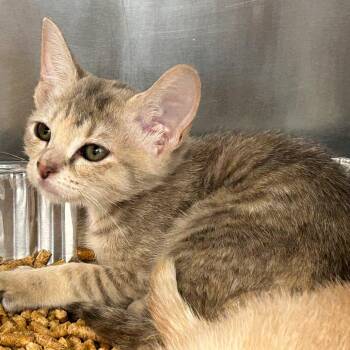 Aniya -  Domestic Short Hair Cat for Adoption in West Palm Beach, Florida - Aniya | PetCurious