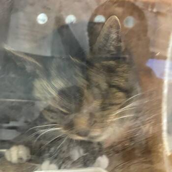 Chica aka Ismerilda -  Domestic Short Hair Cat for Adoption in Philadelphia, Pennsylvania - Chica Aka Ismerilda | PetCurious