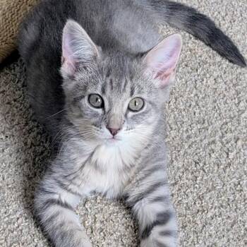Shelby Groth -  Domestic Short Hair and Tabby Cat for Adoption in Morrison, Colorado - Shelby Groth | PetCurious