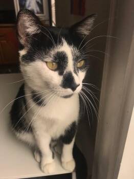 Domestic Short Hair Cats Available for Adoption in Minneapolis, Minnesota - Clancy | PetCurious