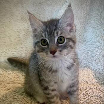 Antonia -  Domestic Short Hair Cat for Adoption in Medford, Oregon - Antonia | PetCurious