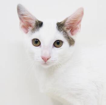 Pita and Pumpernickel - PERFECT DORKY DELIGHTS - soooo fun -  Turkish Van and Tabby Cat for Adoption in Bedford Hills, New York - Pita And Pumpernickel - PERFECT DORKY DELIGHTS - Soooo Fun | PetCurious