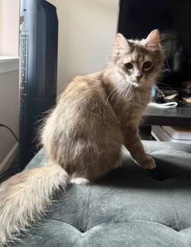 Bellatrix -  Domestic Medium Hair Cat Available for Adoption in Silverton, Oregon - Bellatrix | PetCurious