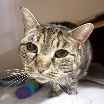Maizey -  Domestic Short Hair Cat for Adoption in Providence, Rhode Island - Maizey | PetCurious