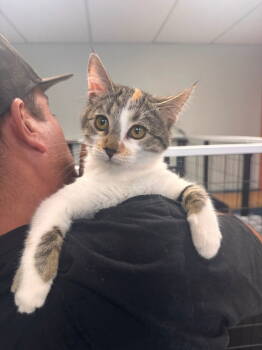 Rescue Domestic Short Hair Cats for Adoption in St. George, Utah - Eloise | PetCurious