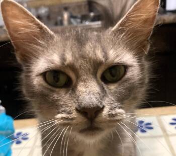 Elsa -  Maine Coon and Domestic Long Hair Cat for Adoption in Paris, Kentucky - Elsa | PetCurious