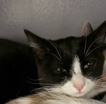 Rescue Domestic Short Hair and Tuxedo Cats for Adoption in Phoenix, Arizona - Orchid | PetCurious