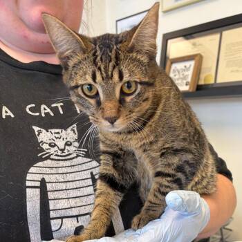 Clyde -  Domestic Short Hair Cat for Adoption in Nashville, Tennessee - Clyde | PetCurious