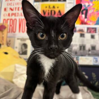 Domestic Short Hair Cats Available for Adoption - Estrella & Nube | PetCurious