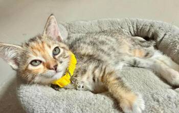 Peaches -  Domestic Short Hair Cat for Adoption in Warrenville, South Carolina - Peaches | PetCurious