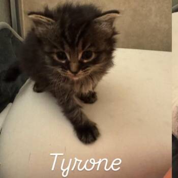 Domestic Short Hair Cats Available for Adoption in Bel Air, Maryland - Tyrone | PetCurious