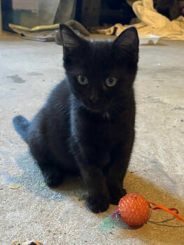 Rescue Domestic Short Hair Cats for Adoption in Camden, South Carolina - Gouda (Available For Pre-adoption) | PetCurious