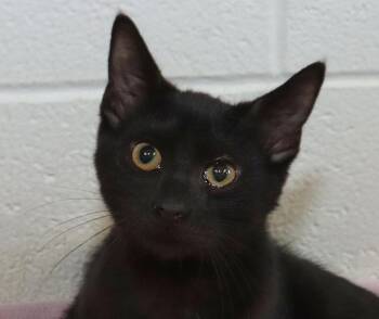 Salem -  Domestic Short Hair Cat for Adoption in Euclid, Ohio - Salem | PetCurious