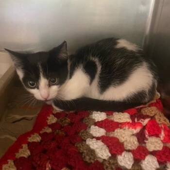 Cozy -  Domestic Short Hair Cat for Adoption in Chehalis, Washington - Cozy | PetCurious