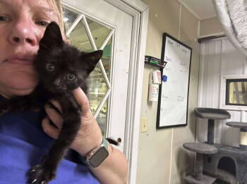 Rescue Domestic Medium Hair Cats for Adoption in Stover, Missouri - Shasta | PetCurious