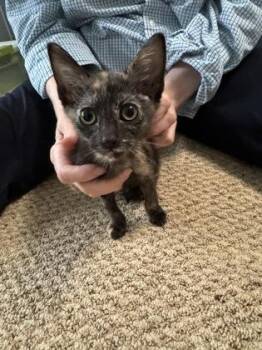Capricorn -  Domestic Short Hair Cat for Adoption in Fort Worth, Texas - Capricorn | PetCurious