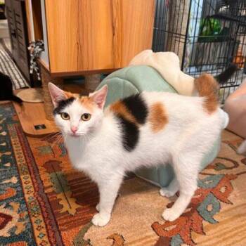 Vienna -  Calico Cat for Adoption in Canal Winchester, Ohio - Vienna | PetCurious