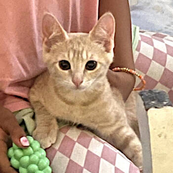 Rescue Tabby Cats for Adoption in Redlands, California - Gremlin | PetCurious