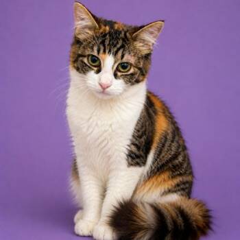 Raven -  Domestic Medium Hair Cat for Adoption in Marshall, Texas - Raven | PetCurious
