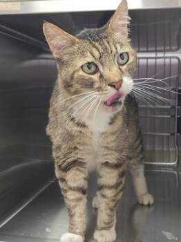 Samson -  Domestic Short Hair Cat for Adoption in Vancouver, Washington - Samson | PetCurious