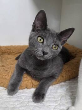 Caboodle -  Domestic Short Hair Cat for Adoption in INDN HBR BCH, Florida - Caboodle | PetCurious