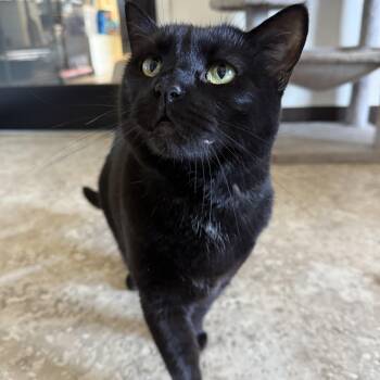 Domestic Short Hair Cats Available for Adoption - Luna | PetCurious