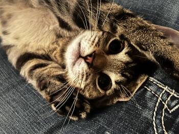 Domestic Short Hair Cats Available for Adoption - Clyde | PetCurious