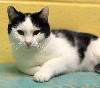 Marnie -  Domestic Short Hair Cat for Adoption in Pottsville, Pennsylvania - Marnie | PetCurious