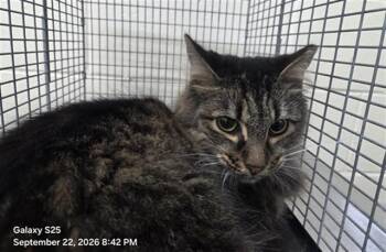 A606012 -  Domestic Long Hair Cat for Adoption in Orlando, Florida - A606012 | PetCurious