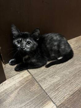 Storm -  Domestic Short Hair Cat for Adoption in Nacogdoches, Texas - Storm | PetCurious