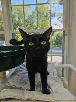 Goldie -  Domestic Short Hair Cat for Adoption in Westbrook, Connecticut - Goldie | PetCurious