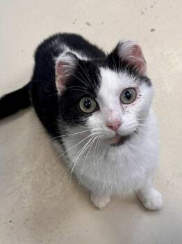 Binxy -  Domestic Short Hair Cat Available for Adoption in Webster, Wisconsin - Binxy | PetCurious