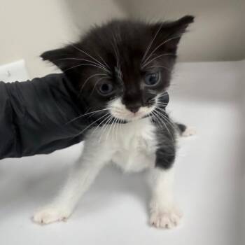 Gold -  Domestic Medium Hair Cat for Adoption in Jupiter, Florida - Gold | PetCurious