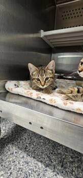 Simba -  Domestic Short Hair Cat for Adoption in Athens, Tennessee - Simba | PetCurious