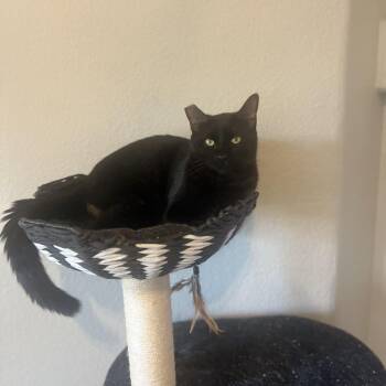 Rescue Domestic Short Hair Cats for Adoption in Sacramento, California - Teddy | PetCurious