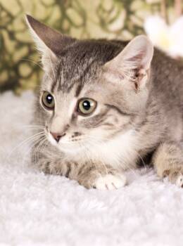 Rescue Domestic Short Hair Cats for Adoption in Gilbert, Arizona - Hubert | PetCurious