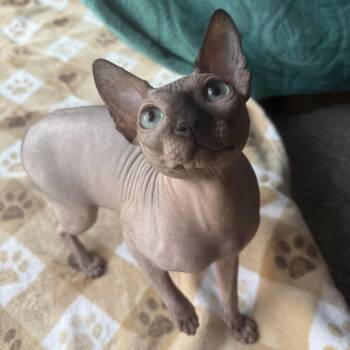 Sphynx Hairless Cat Cats Available for Adoption - Luca | PetCurious