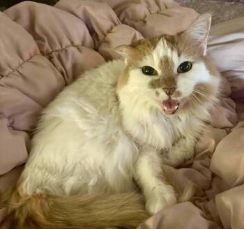 Domestic Short Hair Cats Available for Adoption in Chicago, Illinois - Sedona | PetCurious