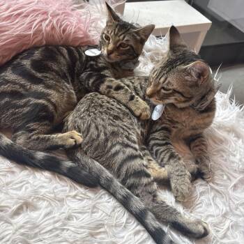 Atlantic -  Domestic Short Hair Cat for Adoption in Fairfax Station, Virginia - Atlantic | PetCurious