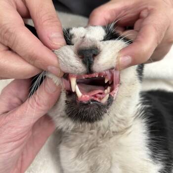 Rescue Domestic Short Hair Cats for Adoption in New York, New York - Michael | PetCurious