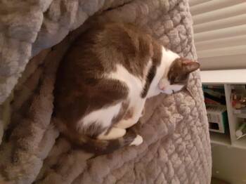 Domestic Short Hair Cats Available for Adoption in Dallas, Texas - Orville 1340 | PetCurious