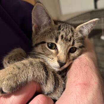 Piper -  Domestic Short Hair Cat for Adoption in Wichita, Kansas - Piper | PetCurious