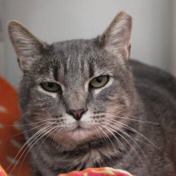 Domestic Short Hair Cats Available for Adoption - Capone | PetCurious