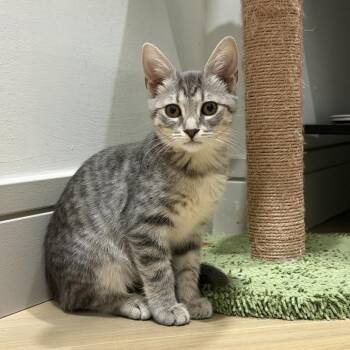 Nila -  Domestic Short Hair Cat for Adoption in Jupiter, Florida - Nila | PetCurious