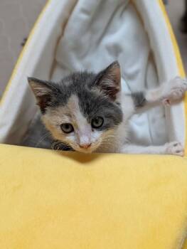 Emmaline -  Domestic Medium Hair Cat for Adoption - Emmaline | PetCurious