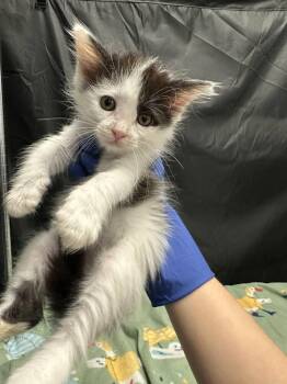 Messi -  Domestic Long Hair and Ragamuffin Cat for Adoption in Pacifica, California - Messi | PetCurious